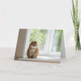 Hosico by the window カード