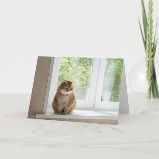 Hosico by the window カード (正面)