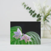Hosta植物の葉と花 ポストカード (スタンド正面)
