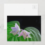 Hosta植物の葉と花 ポストカード (正面/裏面)