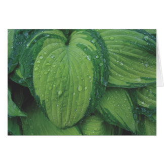 HostA、「June