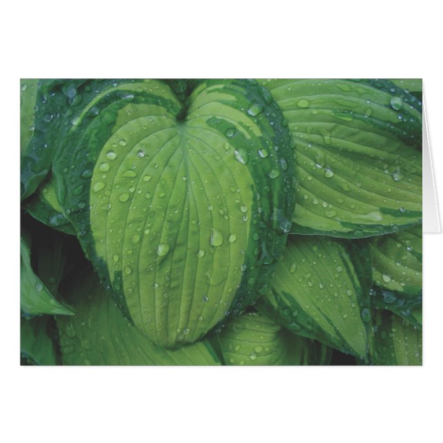 HostA、「June (正面横)