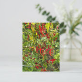 Hot Peppers for Hot Chile! ポストカード (スタンド正面)