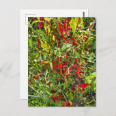 Hot Peppers for Hot Chile! ポストカード (正面/裏面)