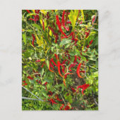 Hot Peppers for Hot Chile! ポストカード (正面)