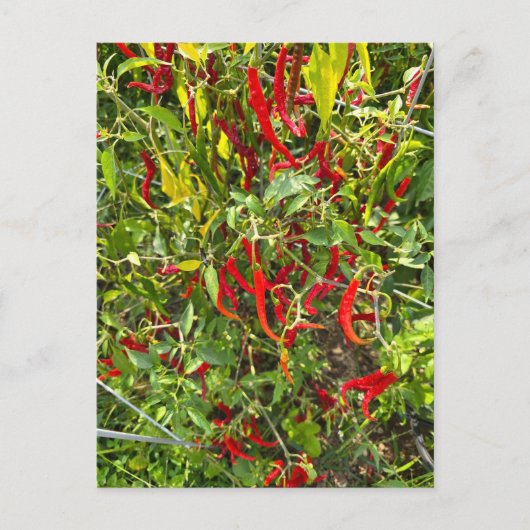 Hot Peppers for Hot Chile! ポストカード (正面)