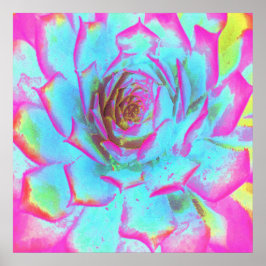 Hot Pink and Blue Succulent Sedum Rosette ポスター