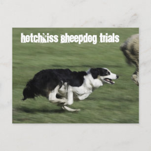 Hotchkiss Sheepdog試用版はがき ポストカード