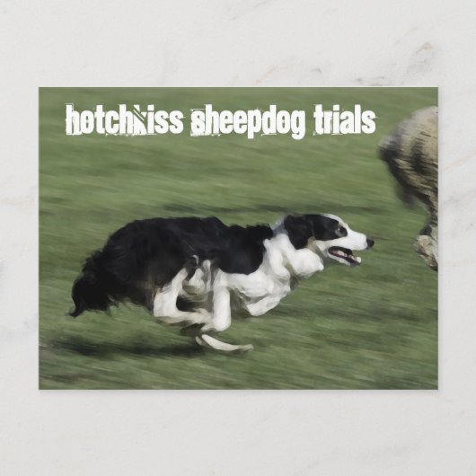 Hotchkiss Sheepdog試用版はがき ポストカード (正面)