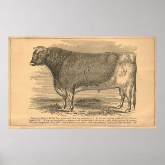 Hotspur, First Prize Bull at Utica, 1863 ポスター (正面)