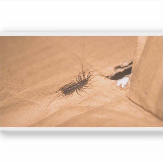 House Centipede シール (正面)