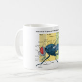 Houseflyの図表のはえ座Domesticaの解剖学 コーヒーマグカップ (正面左)