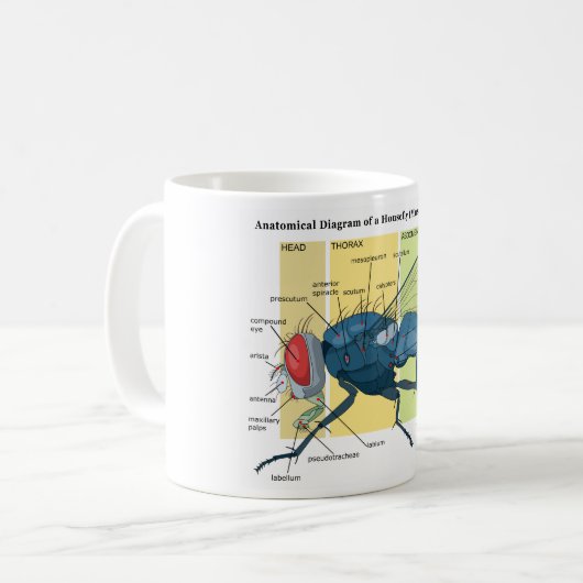 Houseflyの図表のはえ座Domesticaの解剖学 コーヒーマグカップ (正面左)