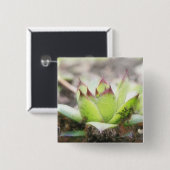 Houseleek - Sempervivum 缶バッジ (正面&裏面)