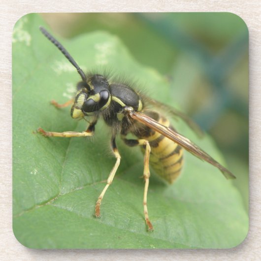 Hoverflyマクロコースター コースター (正面)