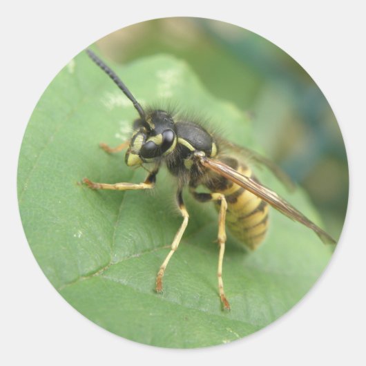 Hoverflyマクロステッカー ラウンドシール (正面)