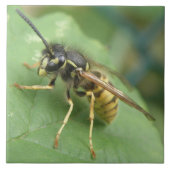 Hoverflyマクロタイル タイル (正面)