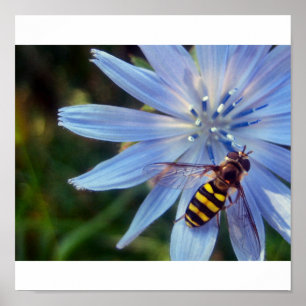 hoverfly青で ポスター