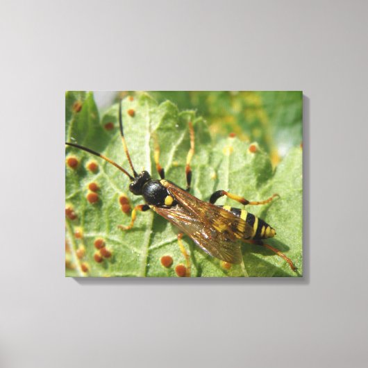 Hoverfly Canvas Print キャンバスプリント (正面)