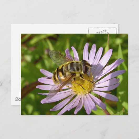 Hoverfly - Myathropaのflorea ポストカード (正面/裏面)