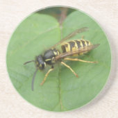 Hoverfly on a Leaf Coasters コースター (正面)