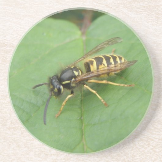 Hoverfly on a Leaf Coasters コースター (正面)
