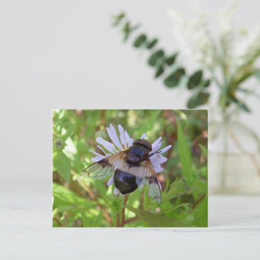 Hoverfly - Volucellaのpellucens ポストカード (スタンド正面)