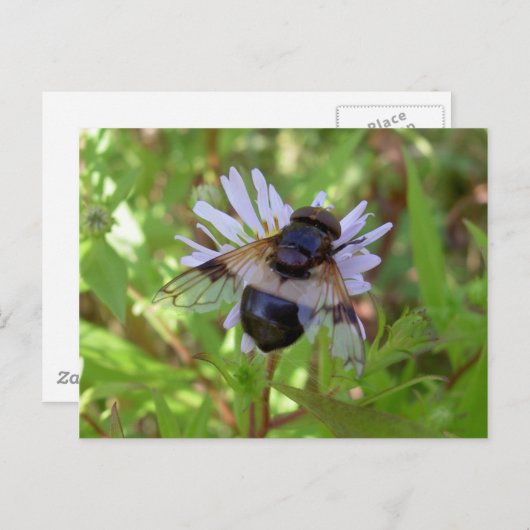 Hoverfly - Volucellaのpellucens ポストカード (正面/裏面)