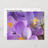 Hovering Bee ~はがき ポストカード (正面/裏面)