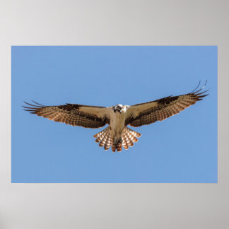 Hovering Osprey Poster ポスター