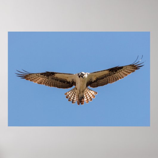 Hovering Osprey Poster ポスター (正面)