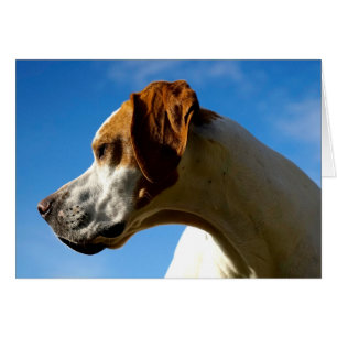 Howgillhoundsはポインターの頭部を梳きます