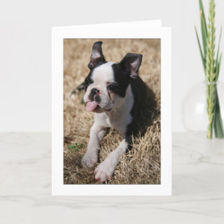 Howieは彼の舌を突き出ます カード