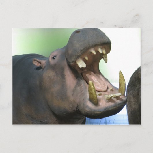 hppoの複数形 ポストカード (正面)