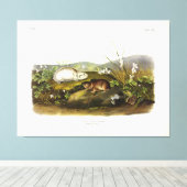 Hudson's Bay (Ungava Collated) Lemming by Audubon キャンバスプリント (インサイチュ (ウッドフロア))