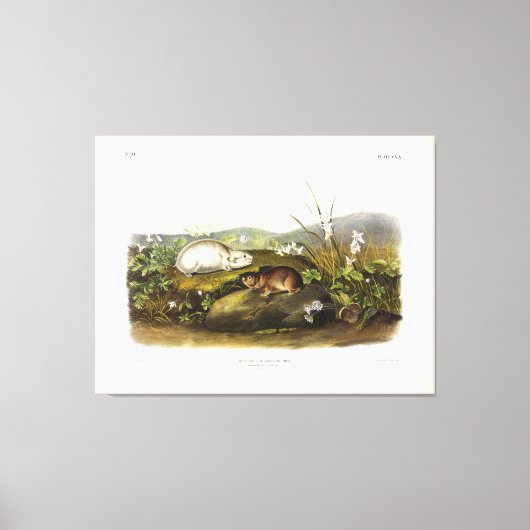 Hudson's Bay (Ungava Collated) Lemming by Audubon キャンバスプリント (正面)