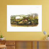 Hudson's Bay (Ungava Collated) Lemming by Audubon キャンバスプリント (インサイチュ (リビング))