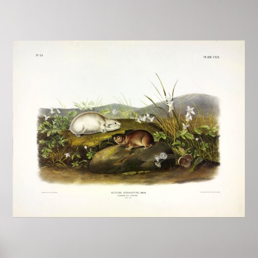 Hudson's Bay (Ungava Collated) Lemming by Audubon ポスター (正面)