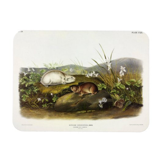 Hudson's Bay (Ungava Collated) Lemming by Audubon マグネット (横)