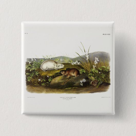 Hudson's Bay (Ungava Collated) Lemming by Audubon 缶バッジ (正面)
