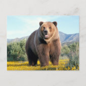 Huge Brown Bear ポストカード (正面)