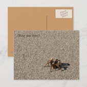 HuGe PiDeR II ポストカード (正面/裏面)