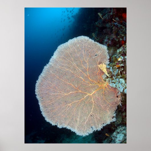 Huge Sea Fan in Siquijor ポスター (正面)