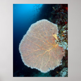 Huge Sea Fan in Siquijor ポスター