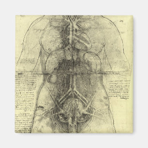 Human Anatomy, Female Torso by Leonardo da Vinci マグネット