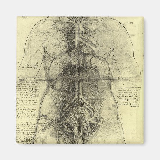 Human Anatomy, Female Torso by Leonardo da Vinci マグネット (正面)
