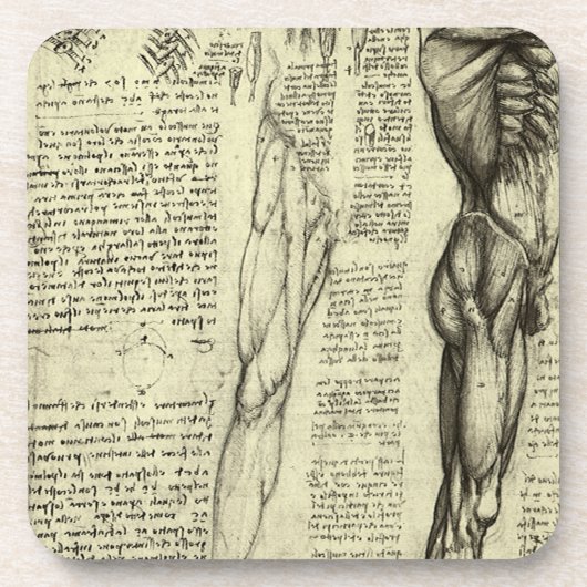 Human Anatomy Male Muscles by Leonardo da Vinci コースター (正面)
