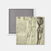 Human Anatomy Male Muscles by Leonardo da Vinci マグネット (正面/裏面)