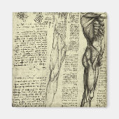 Human Anatomy Male Muscles by Leonardo da Vinci マグネット (正面)