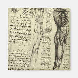 Human Anatomy Male Muscles by Leonardo da Vinci マグネット